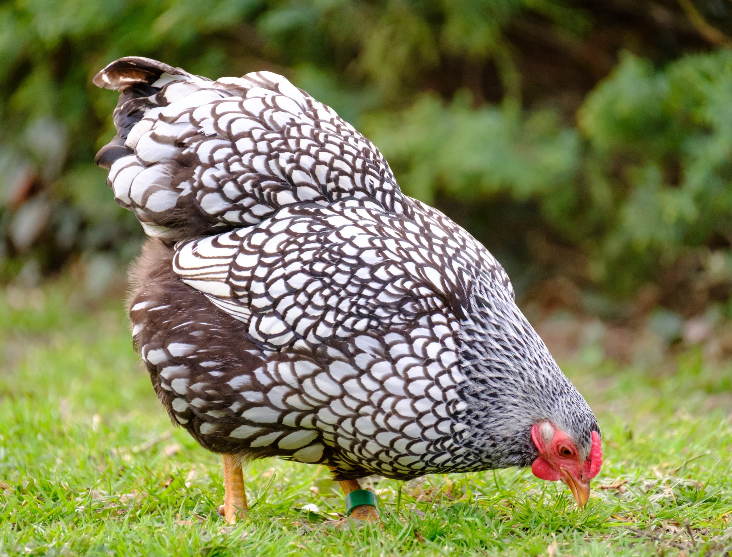 Stock photo of Light brahma hen and rooster calling, France