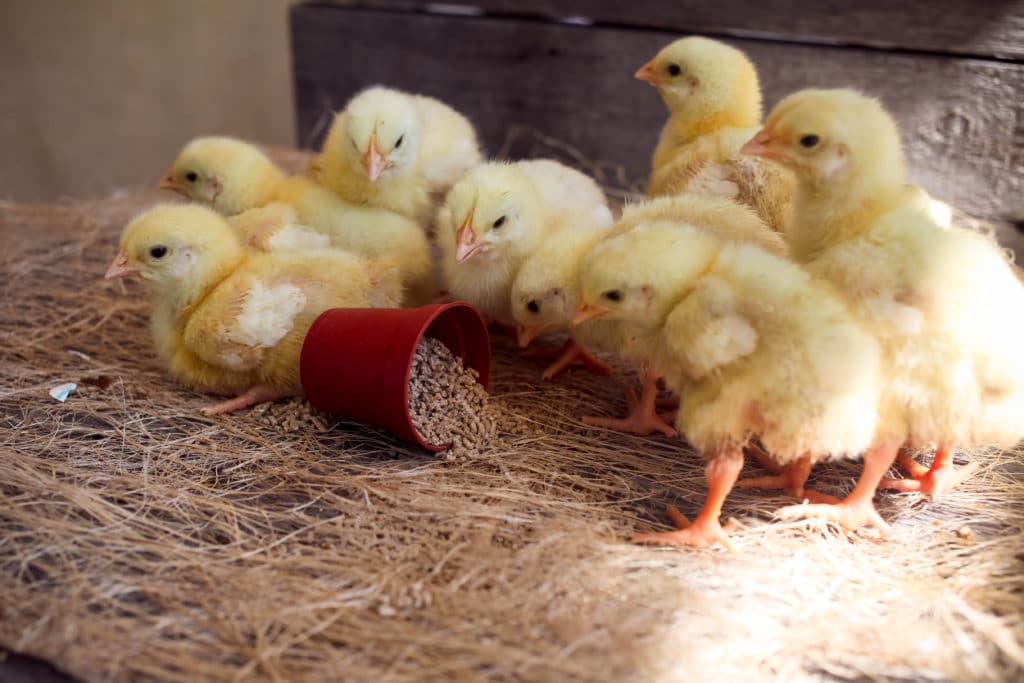 starting-a-flock-with-baby-chicks-ecofarming-daily