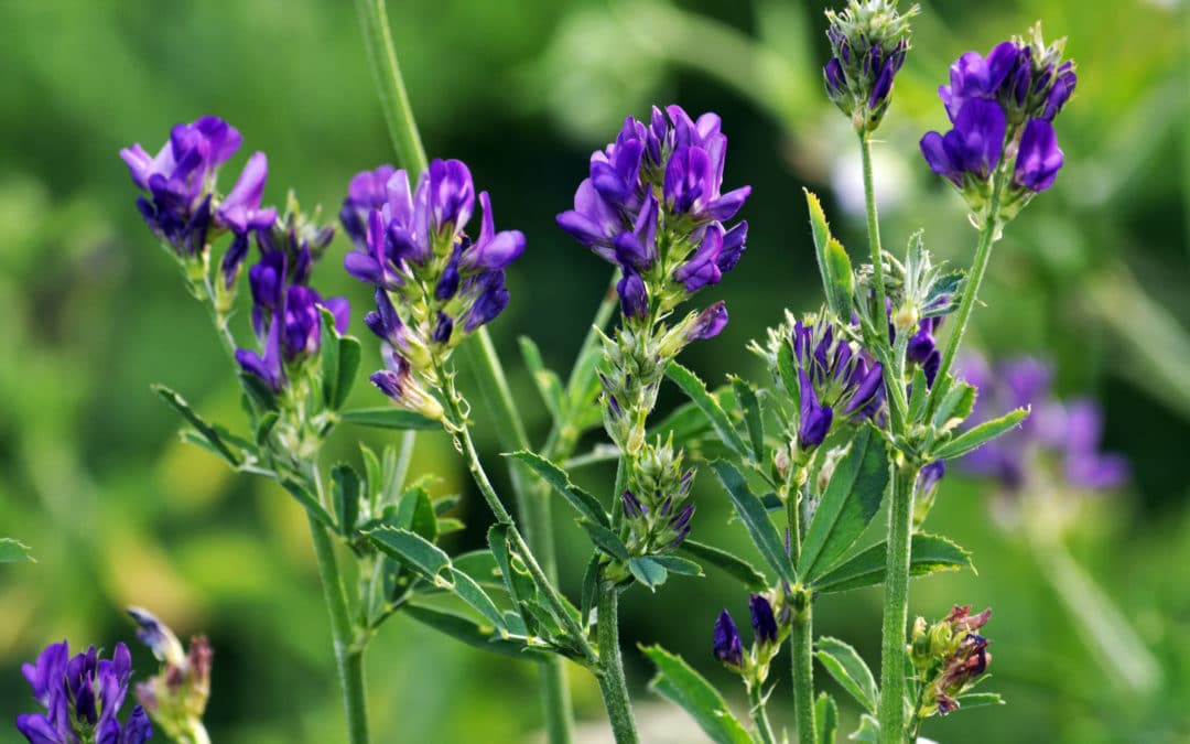 Forage: When to Harvest