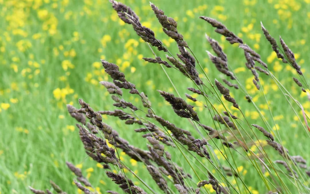 Cocksfoot Grass as Forage