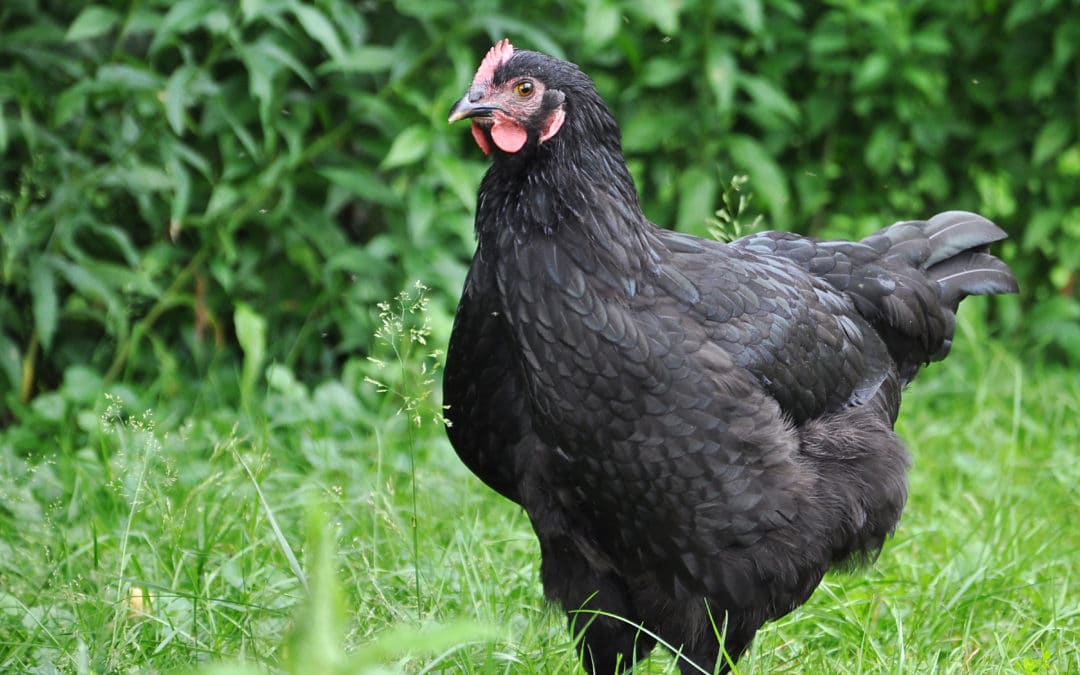 Chicken Breeds for Producing Brown Eggs