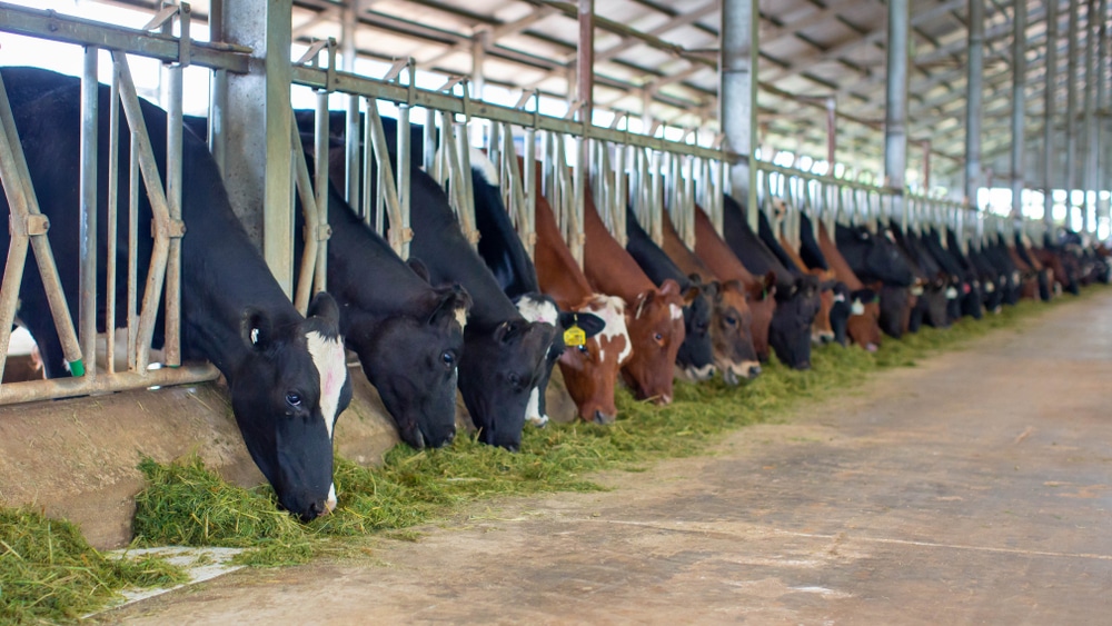 Total-Mixed-Ration & Individuality in Feeding Animals | EcoFarming Daily