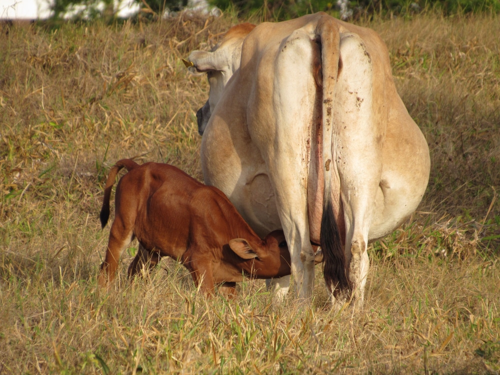 Cows milk hot sale weaning