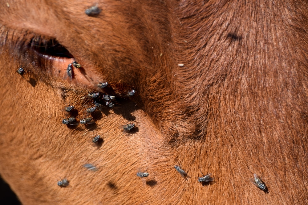 Controlling Fly Populations Around Cattle