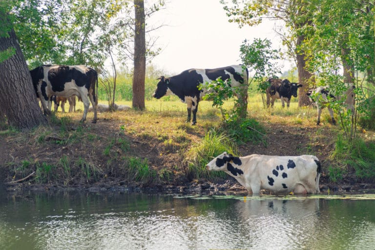 preventing-treating-heat-stroke-in-cattle-herds-ecofarming-daily