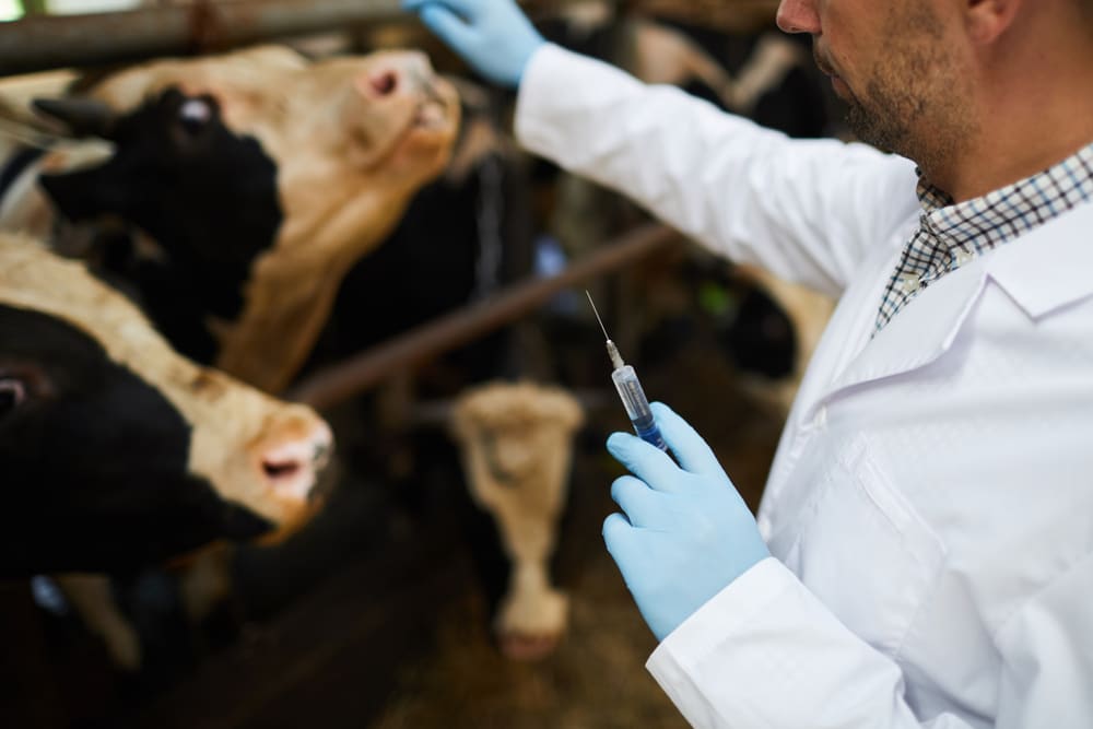 vaccinations-and-organic-cow-care-ecofarming-daily