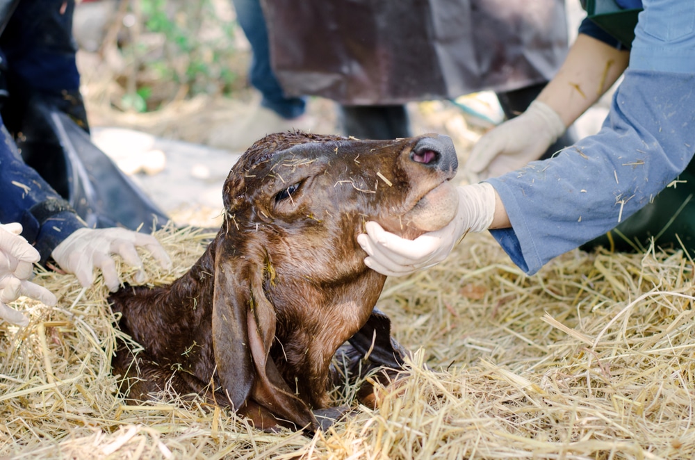 Grazing Conflicts in Organic Livestock Farming