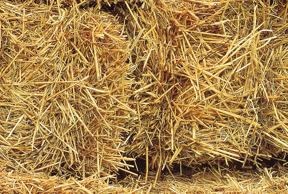Non-Food Uses for Soybeans: Hay, Silage, Green Manure
