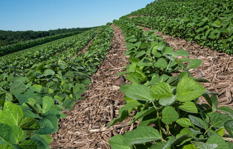 Soybean Planting: Intercropping and Rotations | EcoFarming Daily