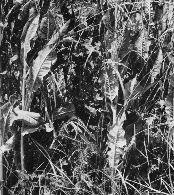 Forage Mixtures: General Purpose